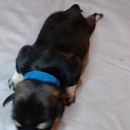 Teddy - Salt and pepper male Miniature Schnauzer puppy in Weatherford, Texas from Castle of Paws