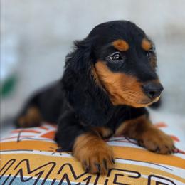 Leroy - Black and tan male Dachshund puppy in Goodman, Missouri from Darling Dachshunds