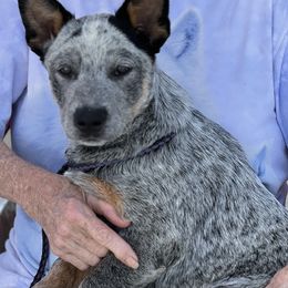 Boy 1 - Blue Australian Cattle Dog puppy in Menifee, California from CLS Australian Cattle Dogs