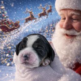 Sally - Black white and tan female English Springer Spaniel puppy in Florida from Thunderbird Springers