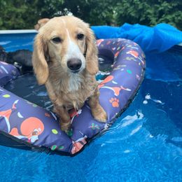 Aero - Dachshund