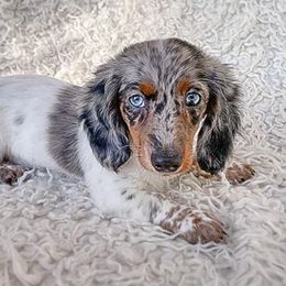 Princess - Dachshund
