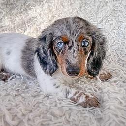 Princess - Dachshund
