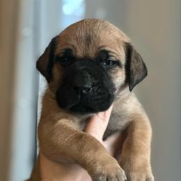 Red Collar - Fawn male Boerboel puppy in Wasilla, Alaska from Northland Boerboels