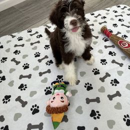 Portuguese Water Dog Puppies from Cornerstones Porties