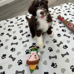 Portuguese Water Dog Puppies from Cornerstones Porties