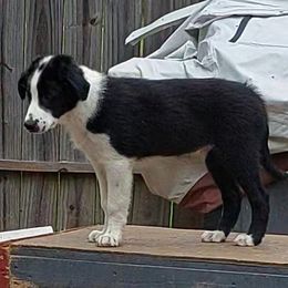 English Shepherd Puppies from Damato's English Shepherds