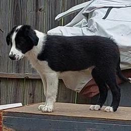English Shepherd Puppies from Damato's English Shepherds