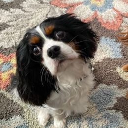 Cavalier King Charles Spaniels from Austell Cavaliers
