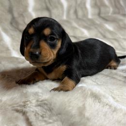 Maggie - Black and tan female Dachshund puppy in Cypress, Texas from Sweet Little Churros