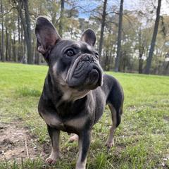 Squabbles - French Bulldog