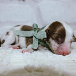 Cowboy - Dapple male Dachshund puppy in Nephi, Utah from Wild West Weens