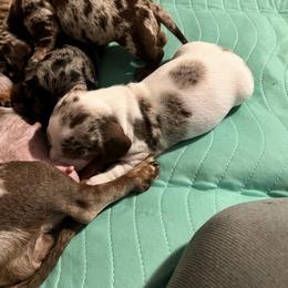 Dachshund Puppies from The Weenie Herd Mom