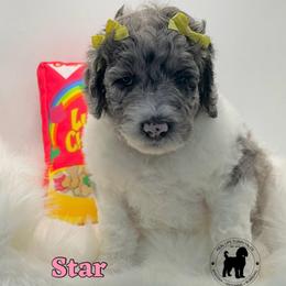 Star - Merle female Goldendoodle puppy in Ponchatoula, Louisiana from Real Life Furrytales