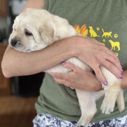 Boy yellow - Yellow male Labrador Retriever puppy in Mount Airy, Maryland from Fruity Labradors