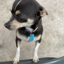 Chihuahua puppies from Kayla's Chihuahuas