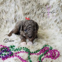 Brave - Merle male Cockapoo puppy in Mancelona, Michigan from Lavender poodles & doodles