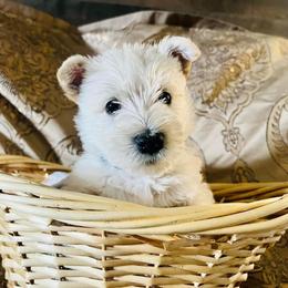 Scottish Terrier Puppies from Rainier Scotties