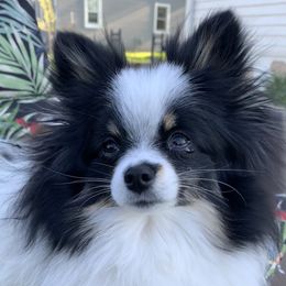 LULU - Pomeranian