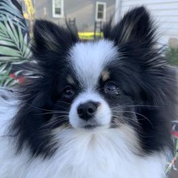 LULU - Pomeranian