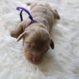 Poppy - Chocolate and cream female Dachshund puppy in Morrow, Ohio from Courtney’s Colorful Doxies