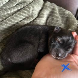 Blue - Agouti and white male Siberian Husky puppy in Virginia Beach, Virginia from Fly Siberian