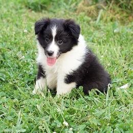 PEBBLES - BI BLACK FEMALE - Black and white female Shetland Sheepdog puppy in Frazeysburg, Ohio from Mountain High Kennels