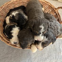 Bernedoodle puppies from FurEver Friends Finder