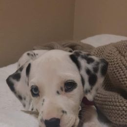 Dalmatian Puppies from Louisiana Roux Dalmatians