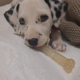 Dalmatian Puppies from Louisiana Roux Dalmatians