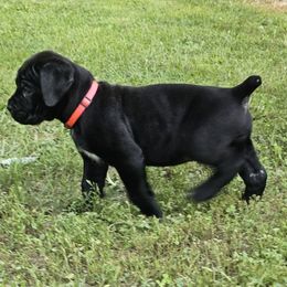 Dolly - Black female Cane Corso puppy in Roachdale, Indiana from Cast Iron Kennels