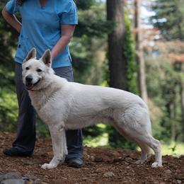 Cosmos - White male Berger Blanc Suisse puppy in Scio, Oregon from Moro Shepherds