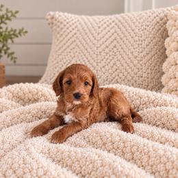 Raleigh - Red  male Goldendoodle puppy in Floyd, Virginia from Hearts and Paws Poodles and Doodles