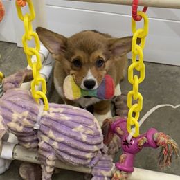 Boy 6 - Red male Pembroke Welsh Corgi puppy in Moulton, Alabama from Reed's Pembroke Corgi Welsh
