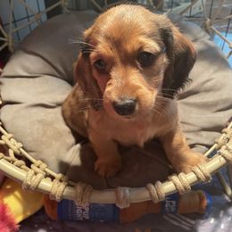 Dachshund Puppies from Doxie Gang