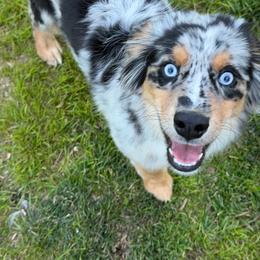 Stitch - Blue merle male Miniature Australian Shepherd puppy in Bohemia, New York from Wiggle Bum Ranch