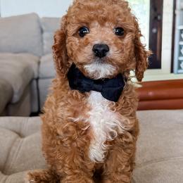 Sirloin - Red male Cavapoo puppy in San Antonio, Texas from Cariad Doodles
