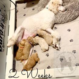 Poodle Puppies from Serene Arenas' Standard Poodles