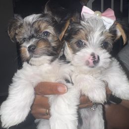 Yorkshire Terrier puppies from Xclusive Petz