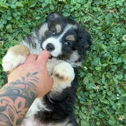Bo - Black tri male Miniature Australian Shepherd puppy in Shingletown, California from Whiskeytown Aussies