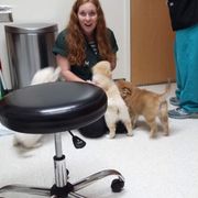 Icelandic Sheepdog Puppies from Valhalla Icelandic Sheepdogs
