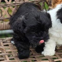 Kitty - Brown female Shichon puppy in Bradford, Ohio from Ted E. Bear Patch