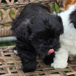 Kitty - Brown female Shichon puppy in Bradford, Ohio from Ted E. Bear Patch
