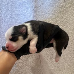 Austin - Black male Pomsky puppy in Mc Minnville, Oregon from West Coast Pomskies