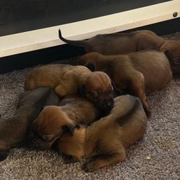 Rhodesian Ridgeback Puppies from Masai's Pride Rhodesian Ridgbacks