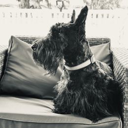Dougal - Scottish Terrier