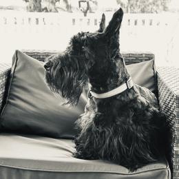 Dougal - Scottish Terrier