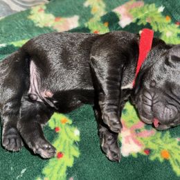 Red collar - Black male Cane Corso puppy in Rochester, New York from Forbidden Fruits Kennels