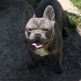 Starbucks  - French Bulldog