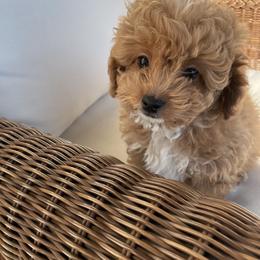 Maltipoo Puppies from Ollie-Pop Paws Breeding
